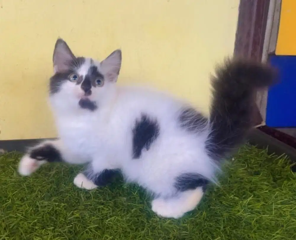 Kucing ras persia jantan 2.5 bln 600 net