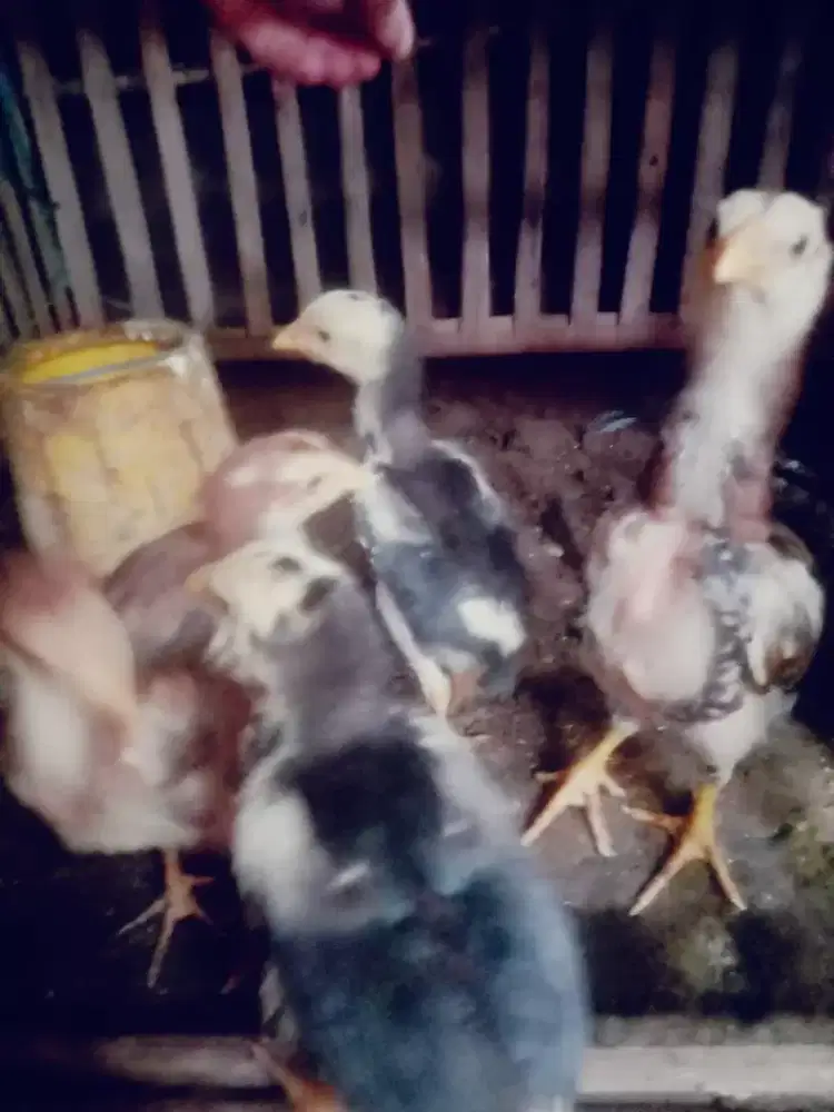 Anak ayam shamo. Ada anak pakhoy ada murah satuan borongan ok