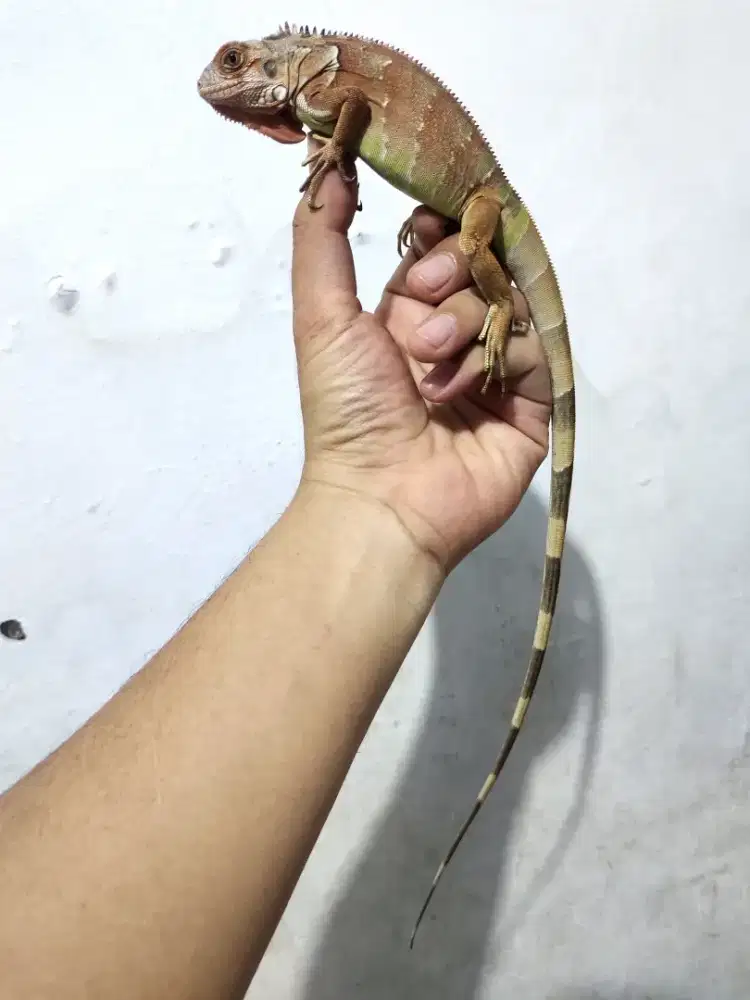 Iguana tobago hybrid red