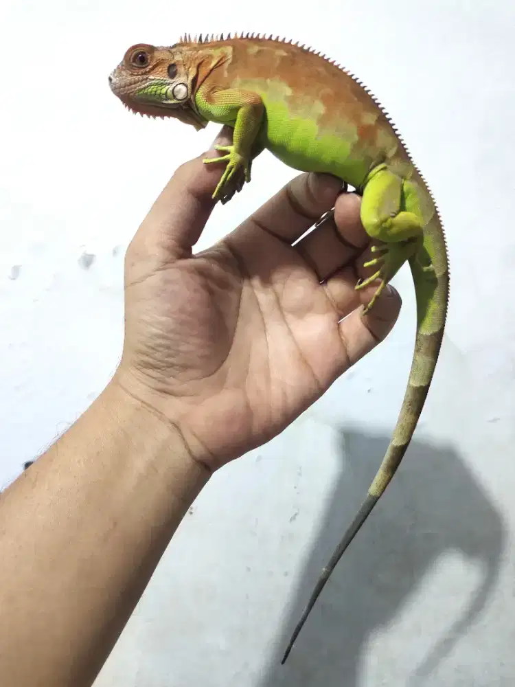 Iguana red baby up