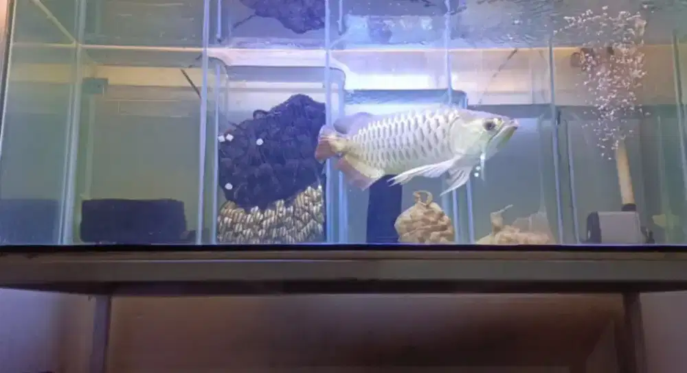 Di jual ikan arowana golden red 45cm bagus