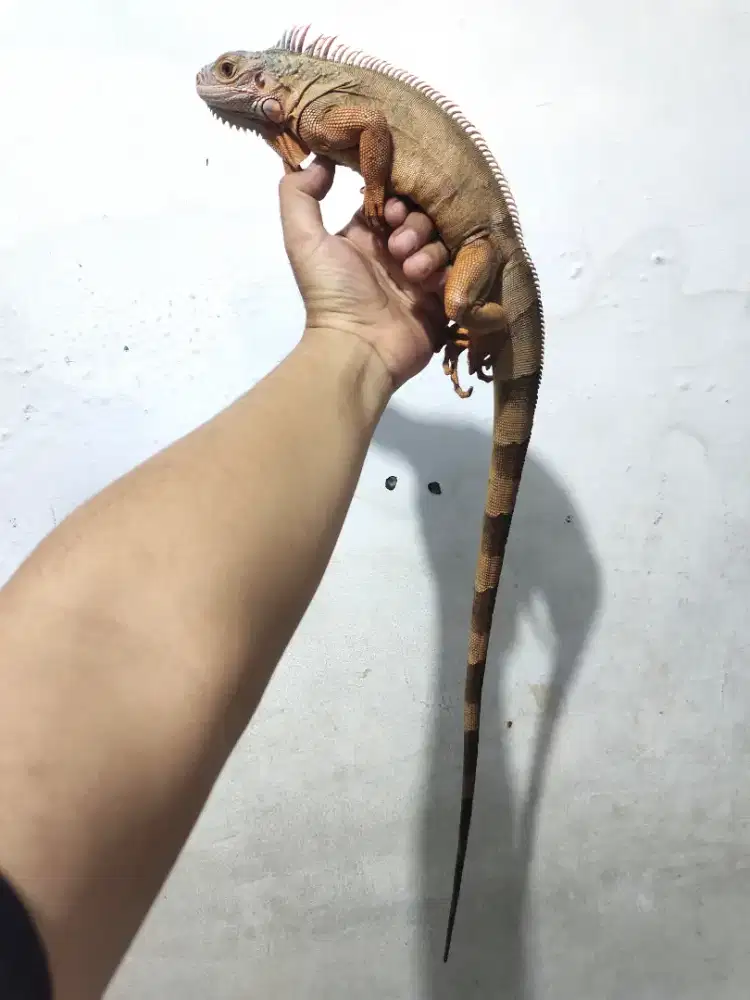 Iguana red juve jantan