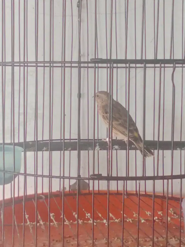 Blackthroat Boswana Betina
