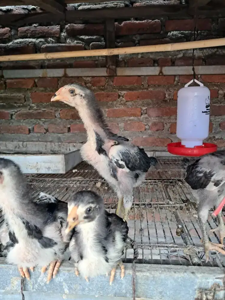 Anakan ayam Khoytrad