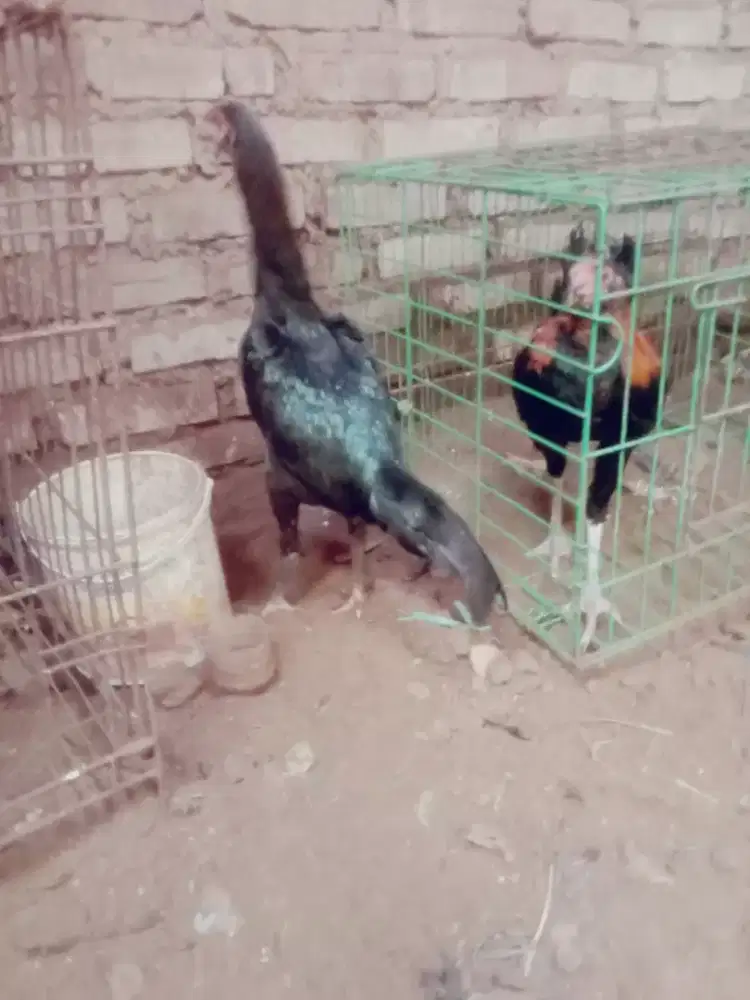 Betina pakhoy speed brutal ada pukul ko nya murah Monggo Ubed asaain