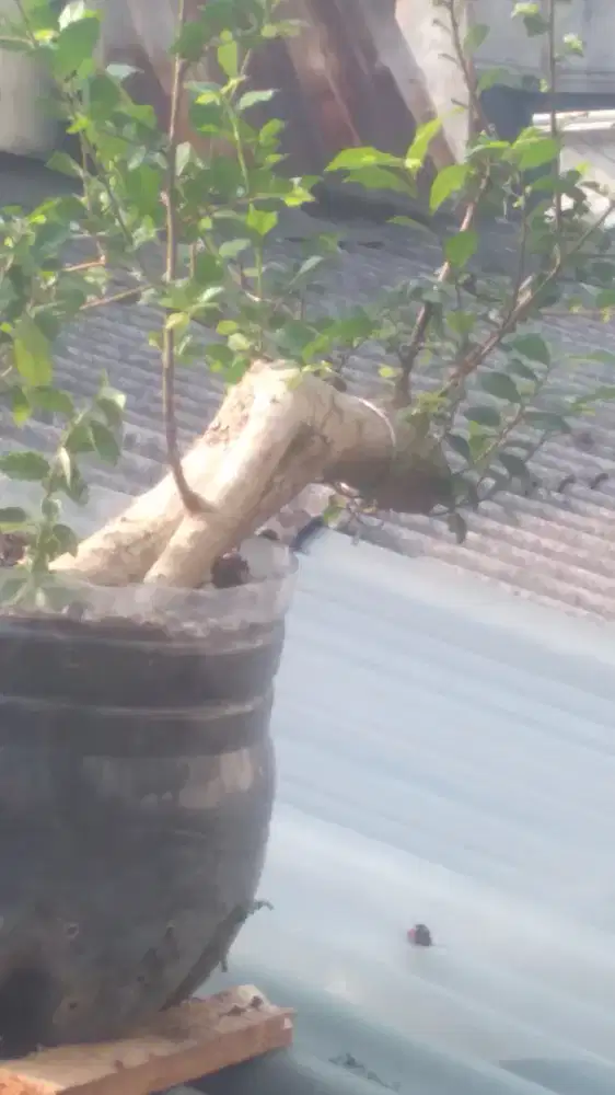 Bahan bonsai serut unik gaya casecade