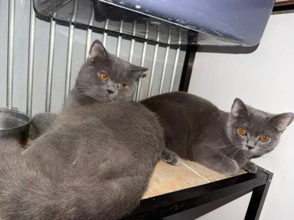 Lepas Adopsi BSH Blue Shorthair