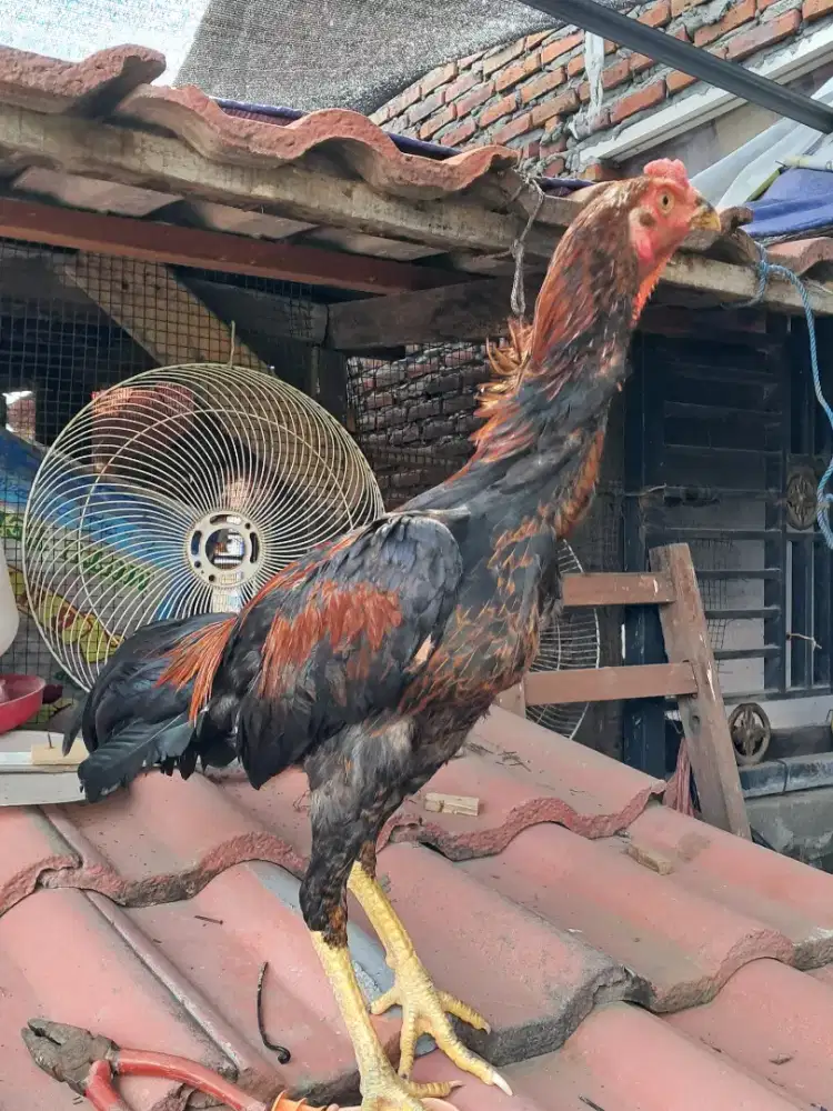 Anakan khoytrad