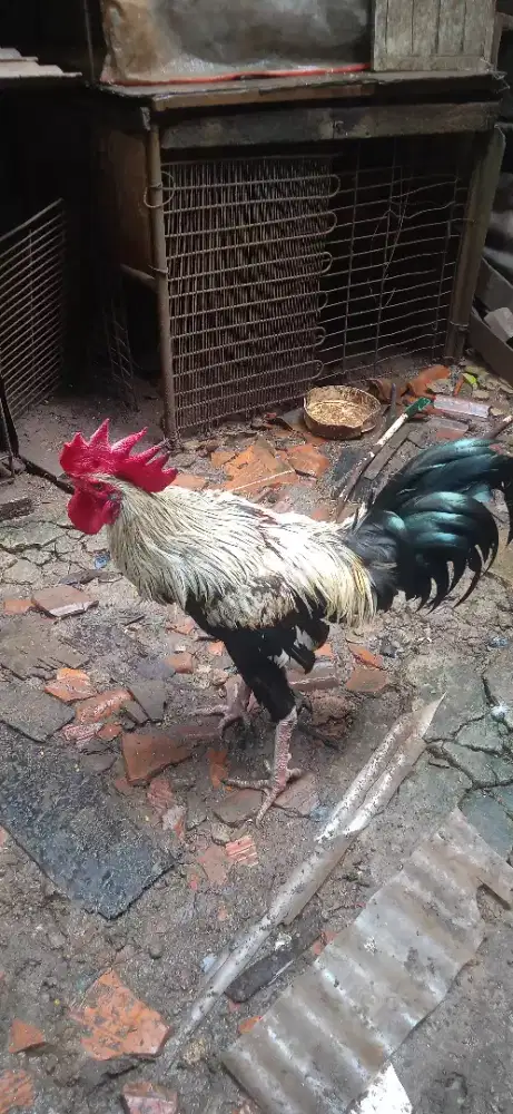 Jago Pelung Mapan