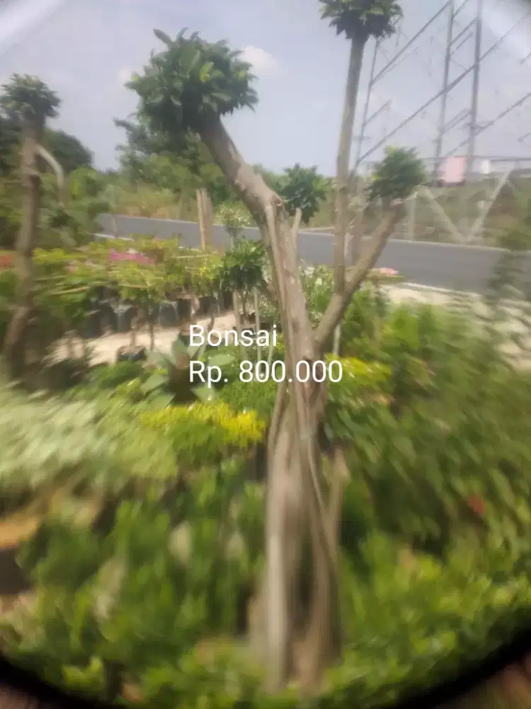 Tanaman hias dan buah atau obat
