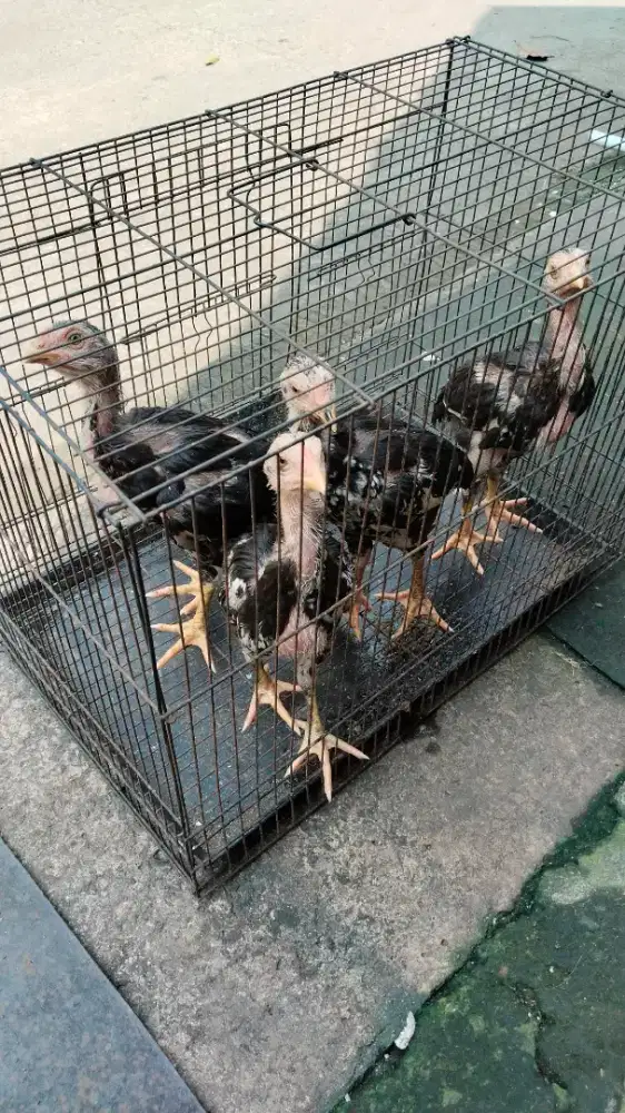 Anakan ayam Bangkok/Laga