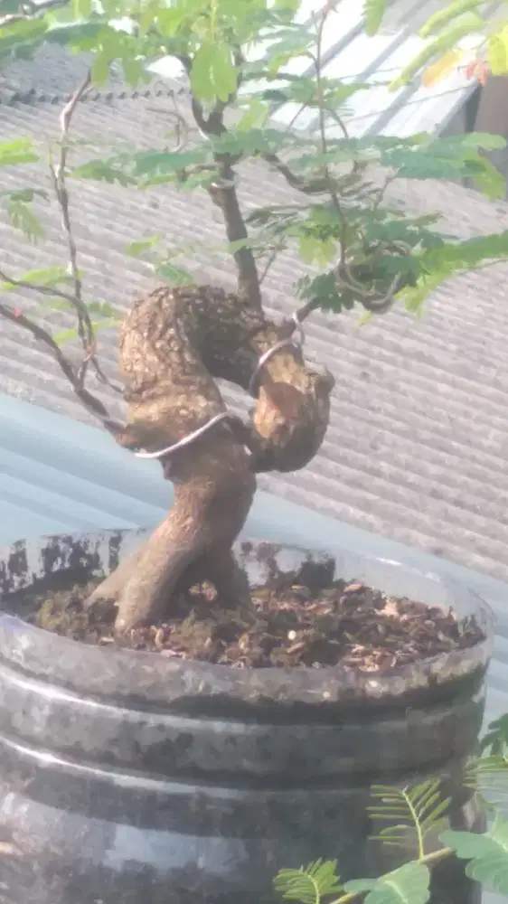 Bahan bonsai asam jawa batang unik sperti O ataw sperti donat