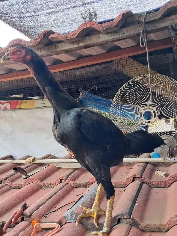 Anakan ayam Khoytrad betina