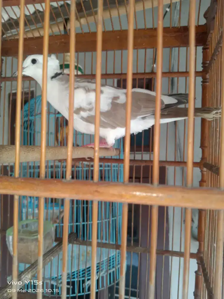 Jual burung kuter belorok jambul.