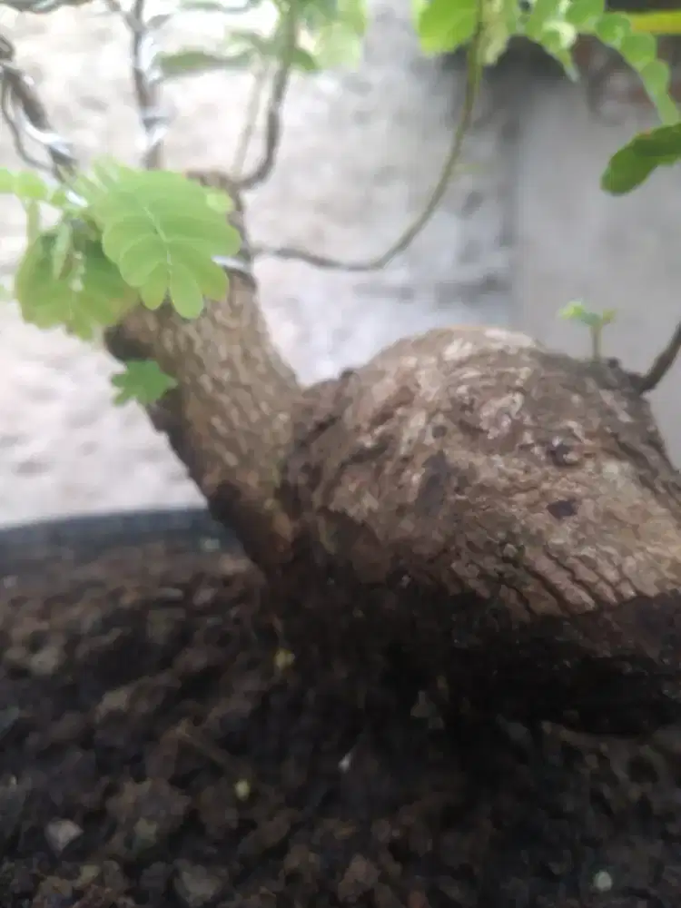 Bahan bonsai asam jawa batang unik sperti keong