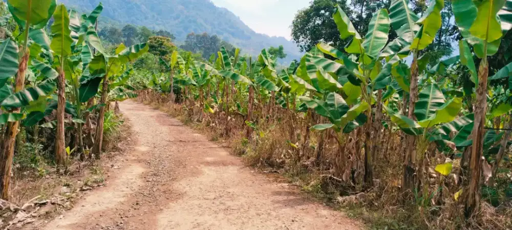 Lahan TANAH kebun pisang Daun