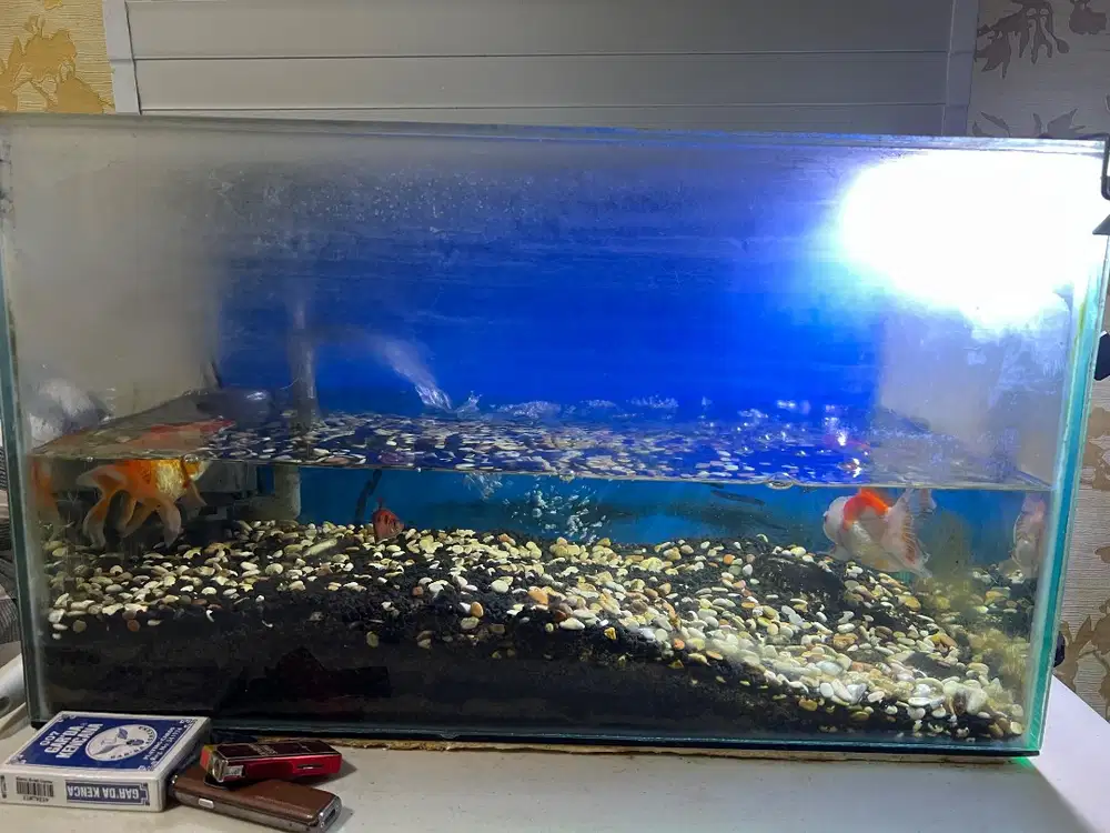 Aquarium kaca 60cm dan ikan mas koki dan perlengkapannya