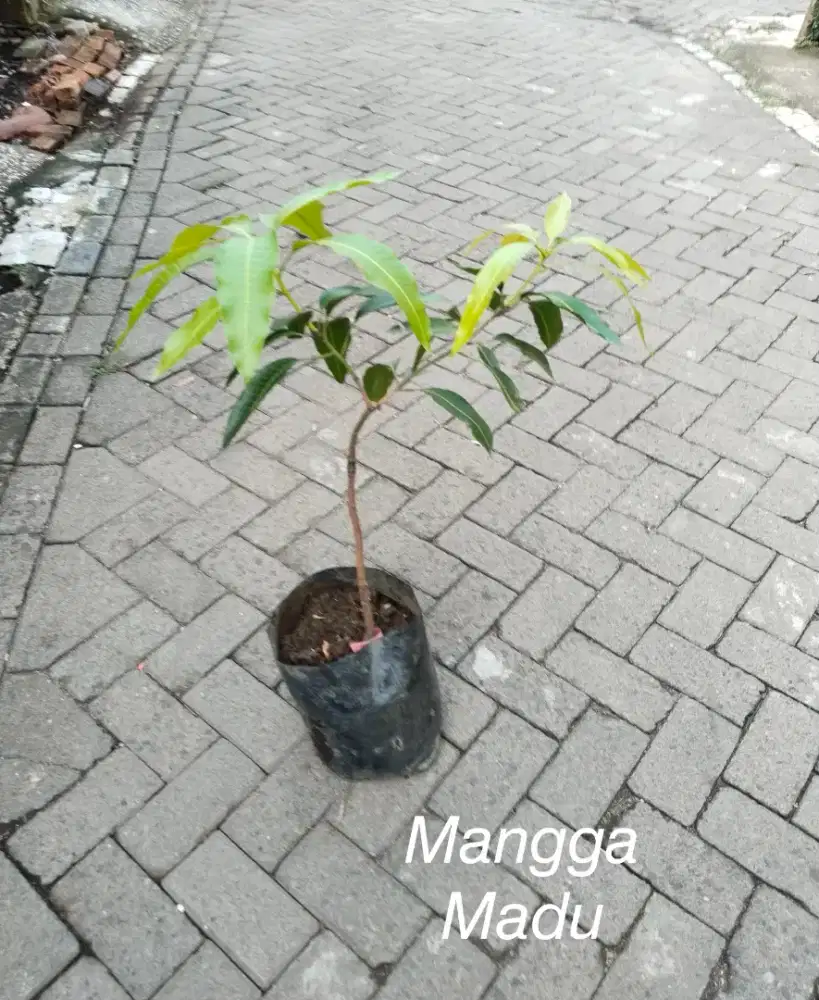 Tanaman Buah Mangga Madu