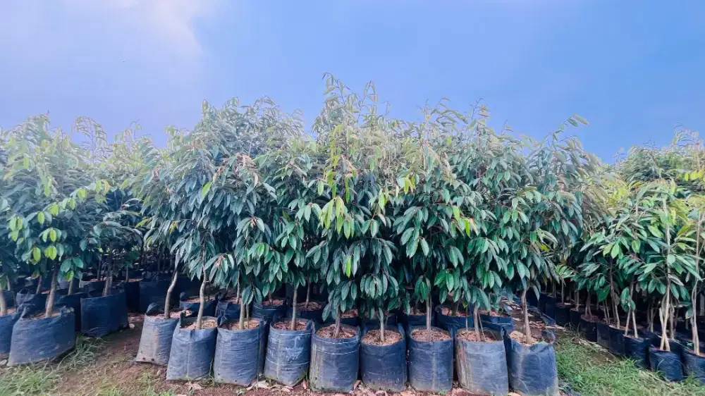 Ready bibit durian bawor planterbag