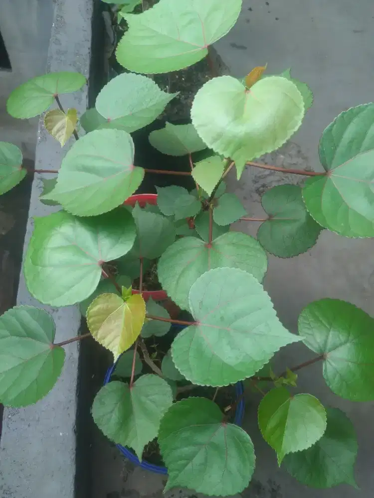 Bahan bonsai waru Taiwan