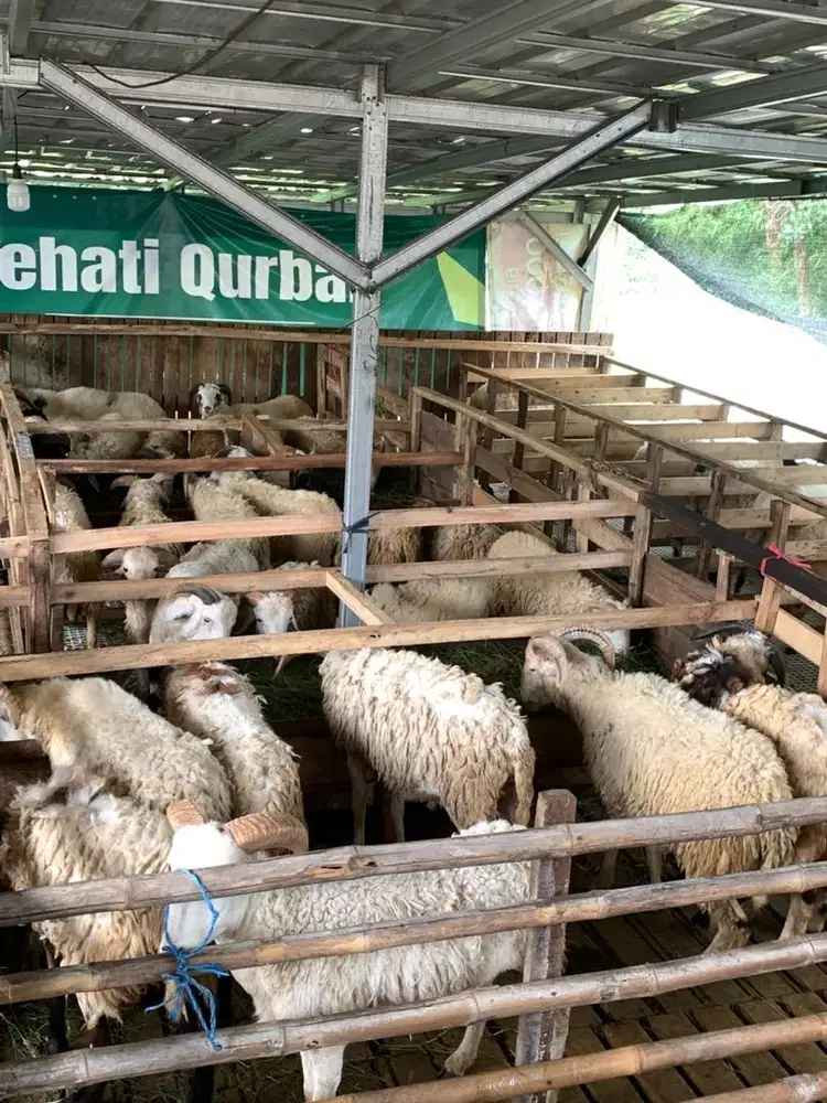 hewan qurban kambing dan domba