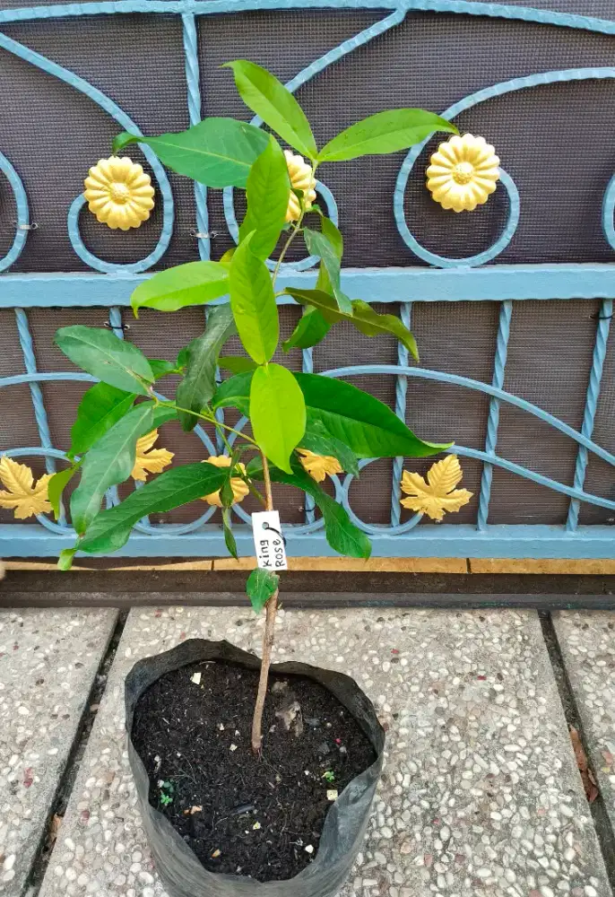 Bibit Tanaman Buah Jambu Air King Rose