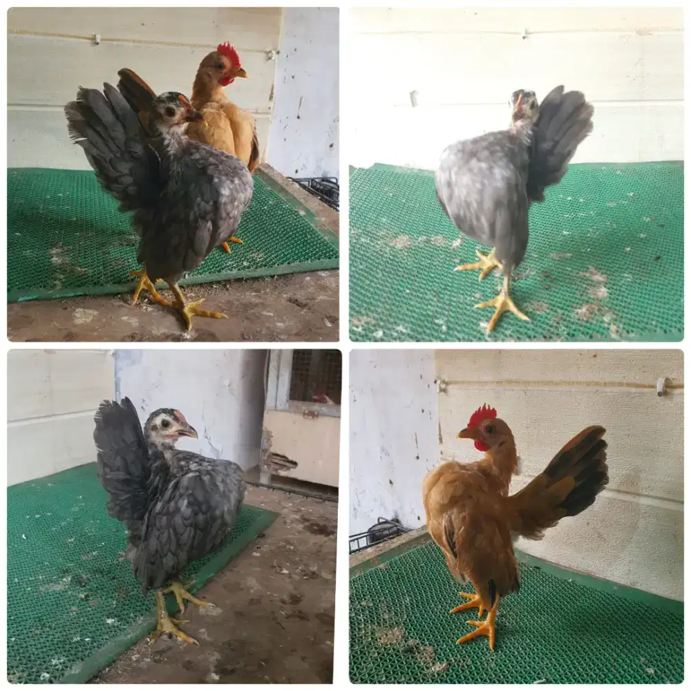 Serama sepasang remaja selam