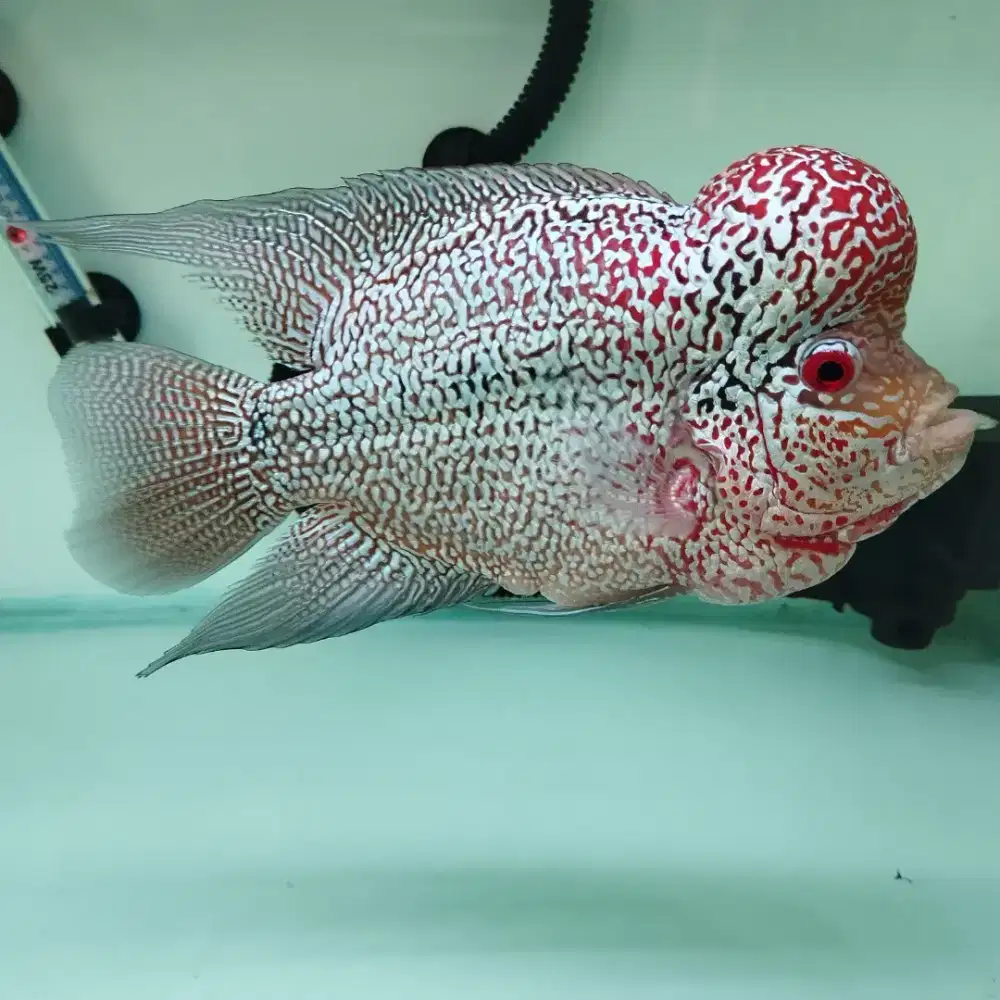 IKAN LOUHAN CENCU