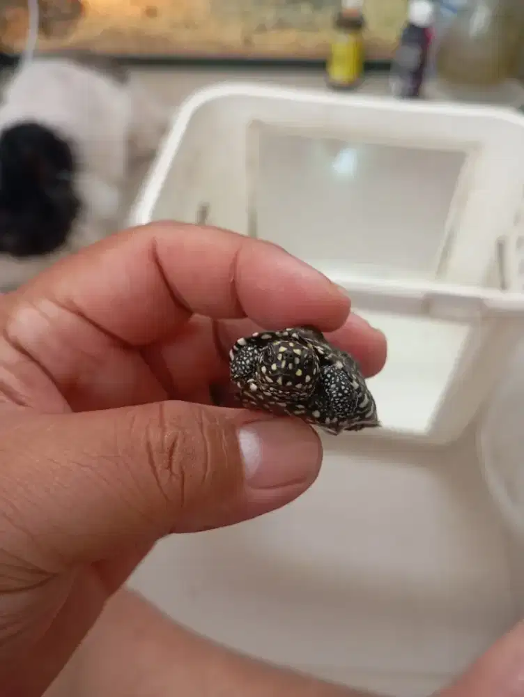 Kura kura Hamiltoni 4 cm
