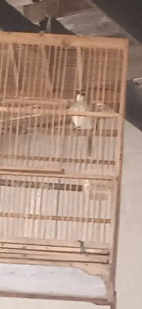 Jual cepat Burung kerucukan jaktim