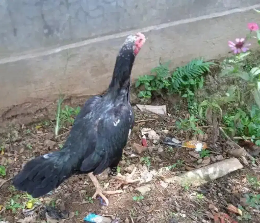 Ayam bangkok betina indukan