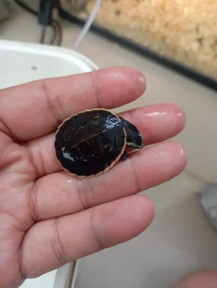 Kura dada merah 3 cm