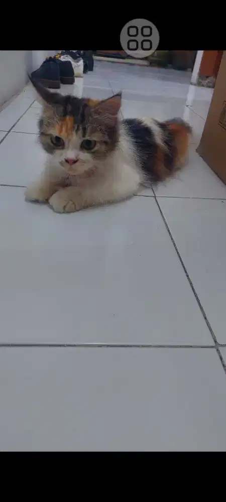 Kucing hamil persia flatnose