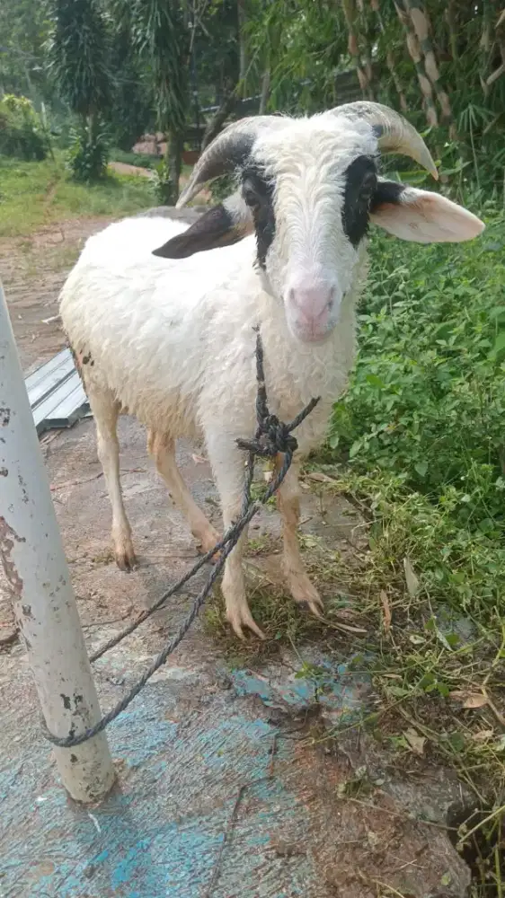 Domba qurban Padasuka atas harga 2,5 SD 3,5jt
