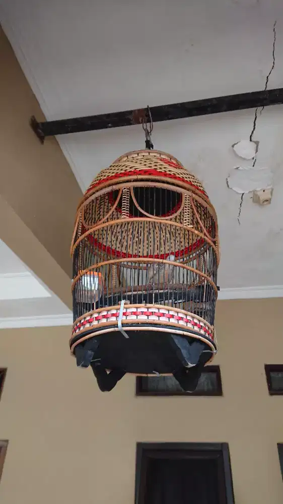 Perkutut manggung (jual rugi)