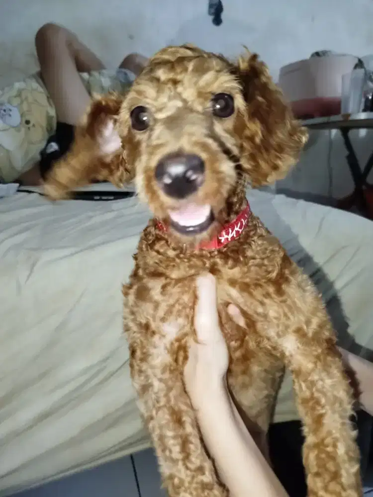 Poodle betina usia 7 bln