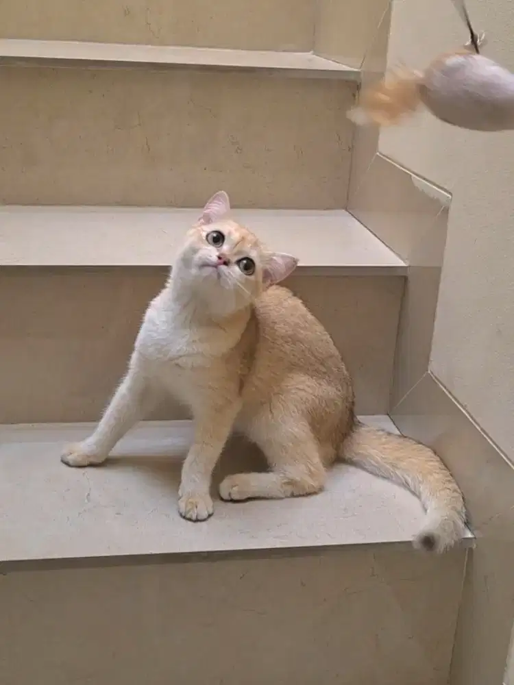 British Shorthair Kitten BSH Betina Golden NY11