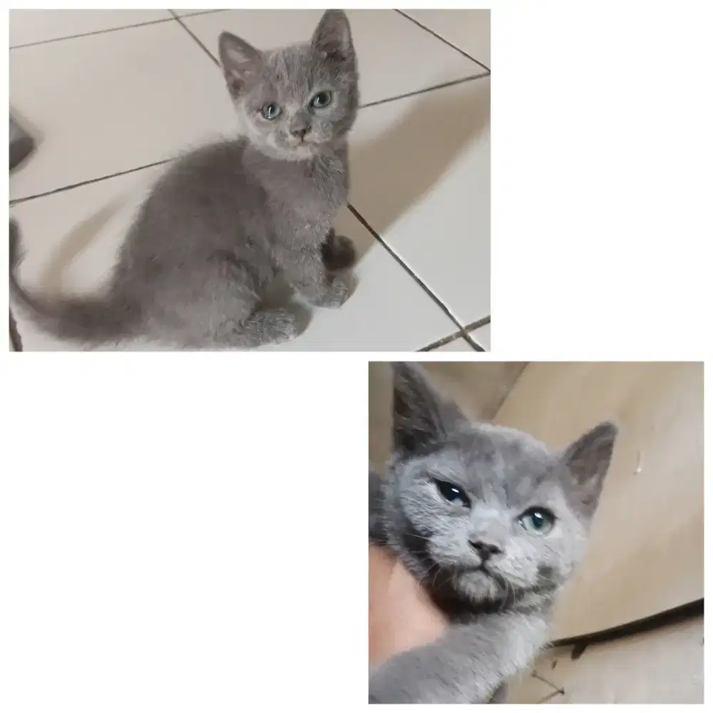 Bsh pure jantan 2bulan