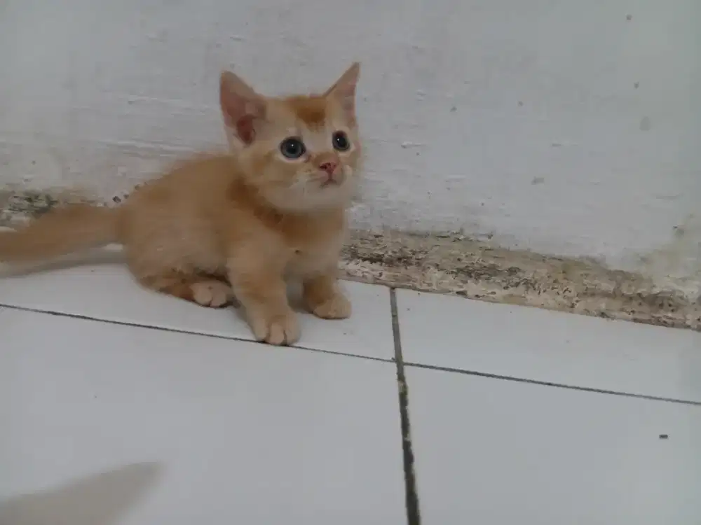 Munckhin bsh jantan 2bulan