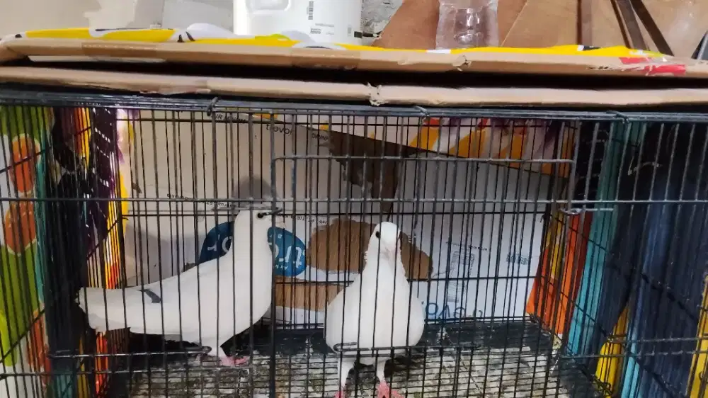 Burung merpati pos