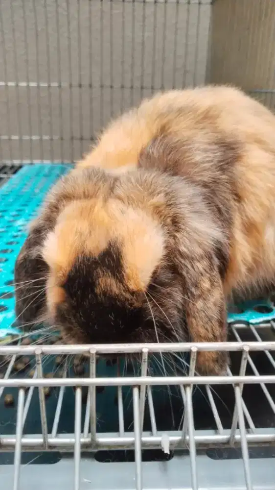 Kelinci holland lop warna unik