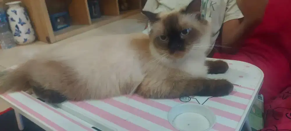 Kucing himalaya jantan