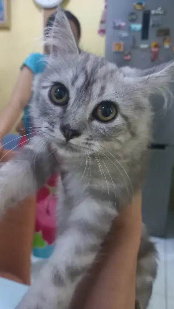 Open Adoppt kucing persia 3bln