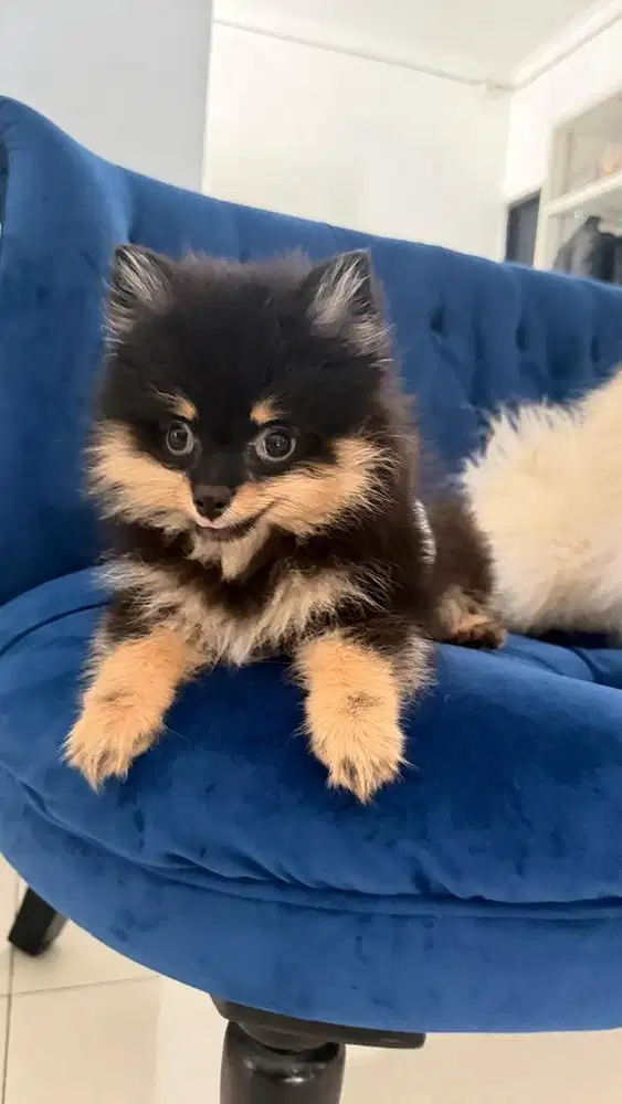 Anjing Super Mini Pomeranian Pomerian Minipom Black Tan