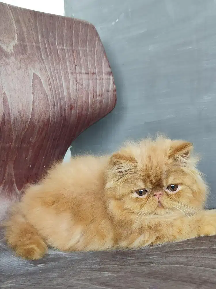 Kitten peaknose