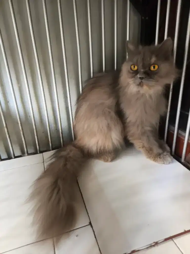 Flatnose betina 7,5 bulan