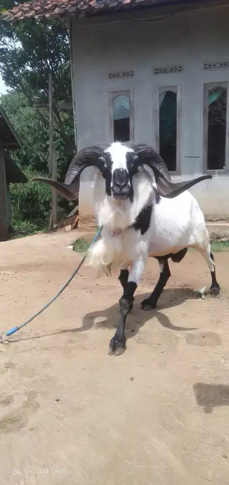 Domba Qurban Jumbo Mewah Si Rongkah