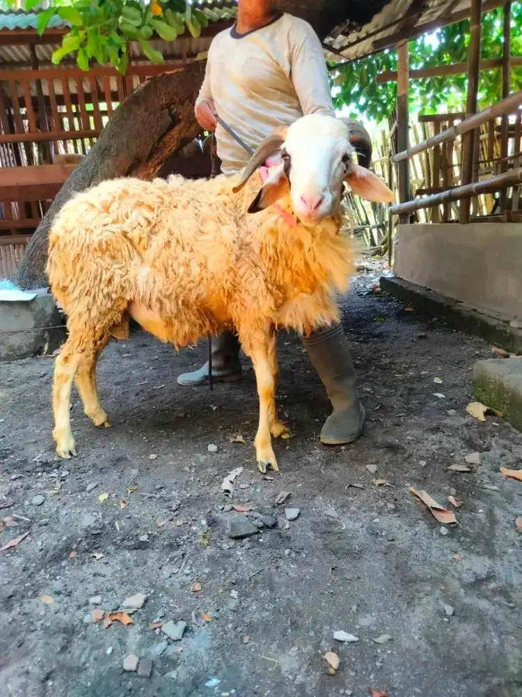 Domba kambing kurban