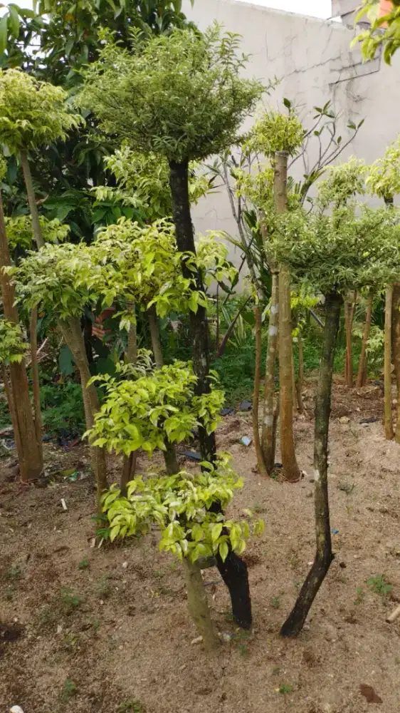 Pohon bonsai anting putri