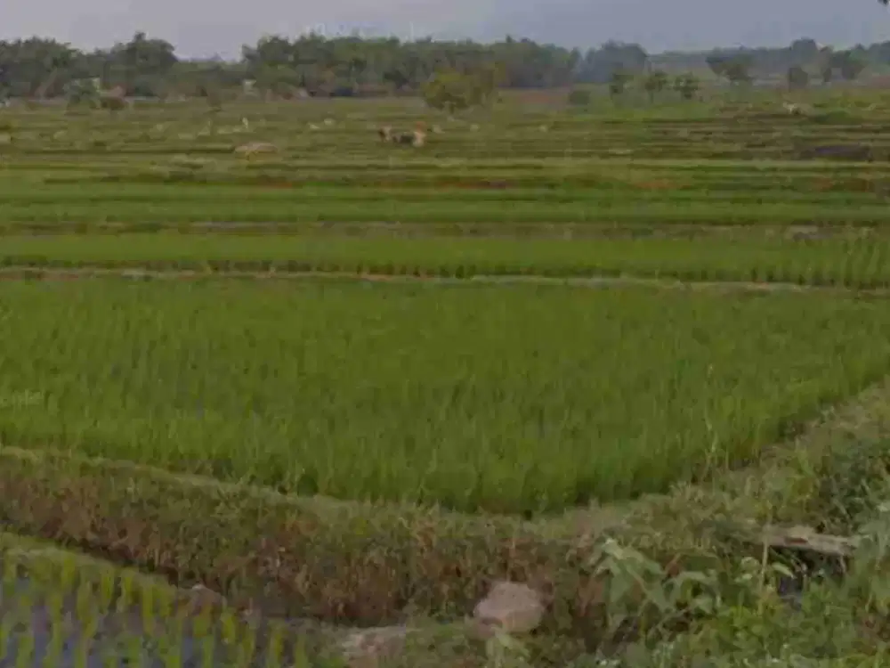 Lahan pertanian aktif luas 6465 m2 harga 1 Milyar, 6 menit dari Pasar Gondang, Mojokerto